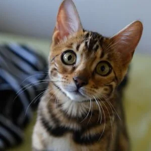 Find Bengal Kittens for Sale Near Me