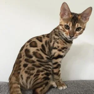 Buy Bengal Kittens for Sale in USA