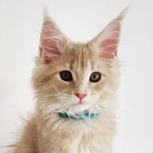 Buy Maine Coon Kittens for Sale in USA