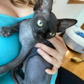 Affordable Sphynx Kittens for Sale USA