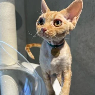 Buy Devon Rex Kittens for Sale in USA