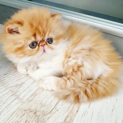 Persian Kittens for Adoption in USA