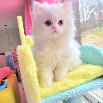 Purebred Persian kittens for sale in Canada