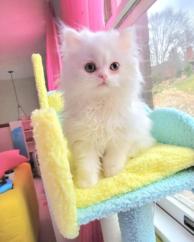 Purebred Persian kittens for sale in Canada