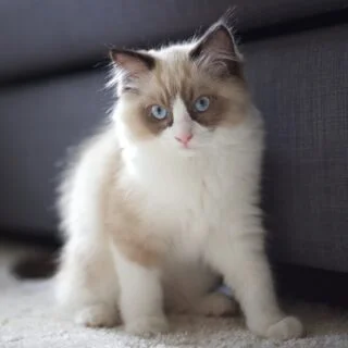 Find Ragdoll Kittens for Sale Near Me