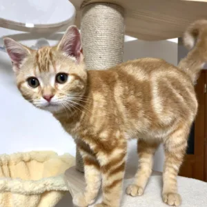 American Shorthair Kittens for Adoption in USA