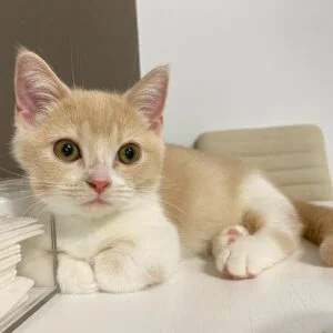 Purebred Munchkin Kittens for Sale USA