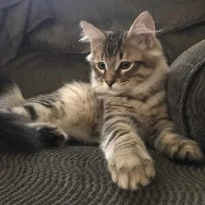 Healthy Siberian Kittens for Sale in USA