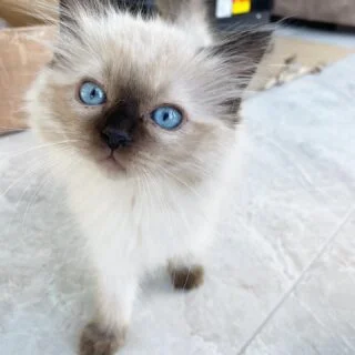 Affordable Ragdoll Kittens for Sale USA