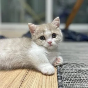 Find Munchkin Kittens for Sale Near Me