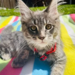 Affordable Maine Coon Kittens for Sale in USA