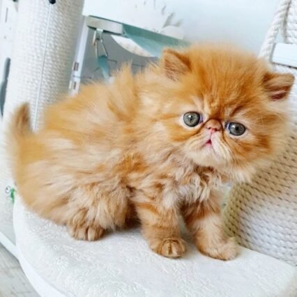 Affordable Persian Kittens for Sale USA