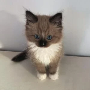 purebred ragdoll kittens for sale USA