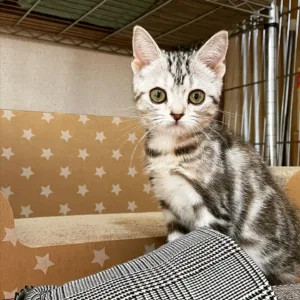 Find American Shorthair Kittens for Sale Near Me