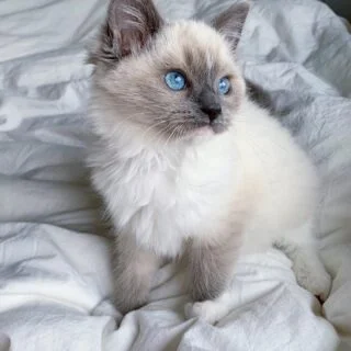 Ragdoll Kittens for Adoption in USA