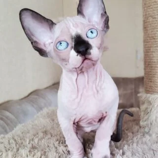 Buy Sphynx Kittens for Sale in USA