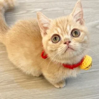 Affordable Munchkin Kittens for Sale in USA