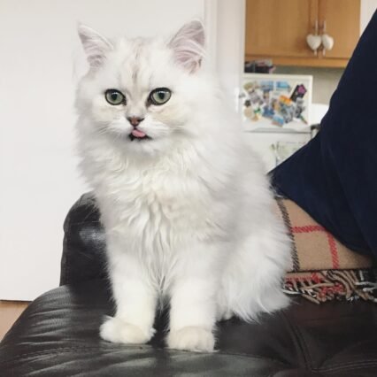 Purebred Persian Kittens for Sale USA