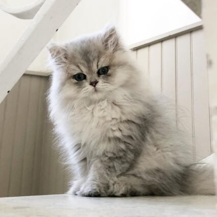 Buy Persian Kittens for Sale in USA