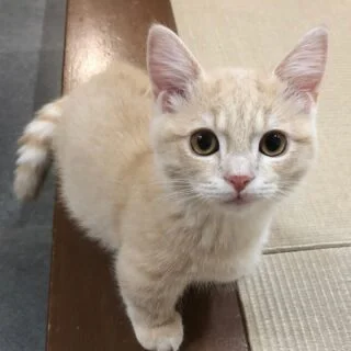 Buy Munchkin Kittens for Sale in USA