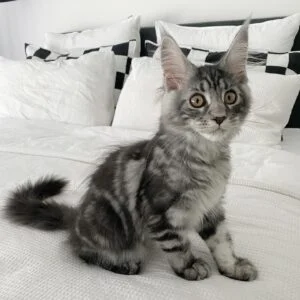 Purebred Maine Coon Kittens for Sale in USA