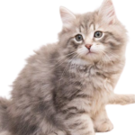 Find Siberian kittens for sale in USA