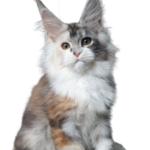 Find Maine Coon Kittens for sale in USA