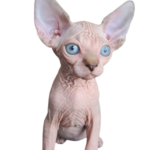 Find Sphynx Kittens for for sale in USA