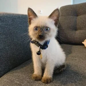 Registered Siamese Kittens for Sale USA