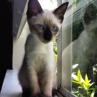 Affordable Siamese Kittens for Sale USA