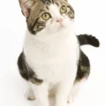 Find American Shorthair Kittens for sale in USA