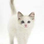 Find Ragdoll kittens for sale in USA