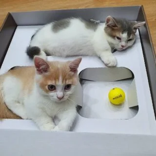 Registered Munchkin Kittens for Sale USA