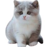 Find British Shorthair kittens for sale in USA