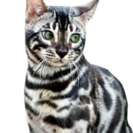 find Bengal Kittens for sale in USA