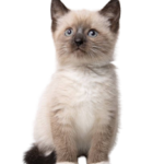 Find Siamese kittens for sale in USA