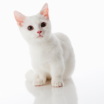 Find Munchkin kittens for sale in USA