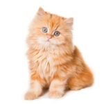 Find Persian kittens for sale in USA