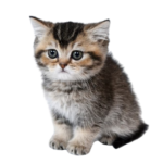 Find Scottish Fold kittens for sale in USA