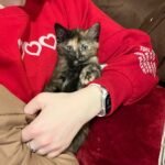 Can I rescue a Bengal kitten near New Brunswick