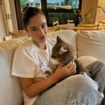 How can I support Siamese cat rescues in Alberta